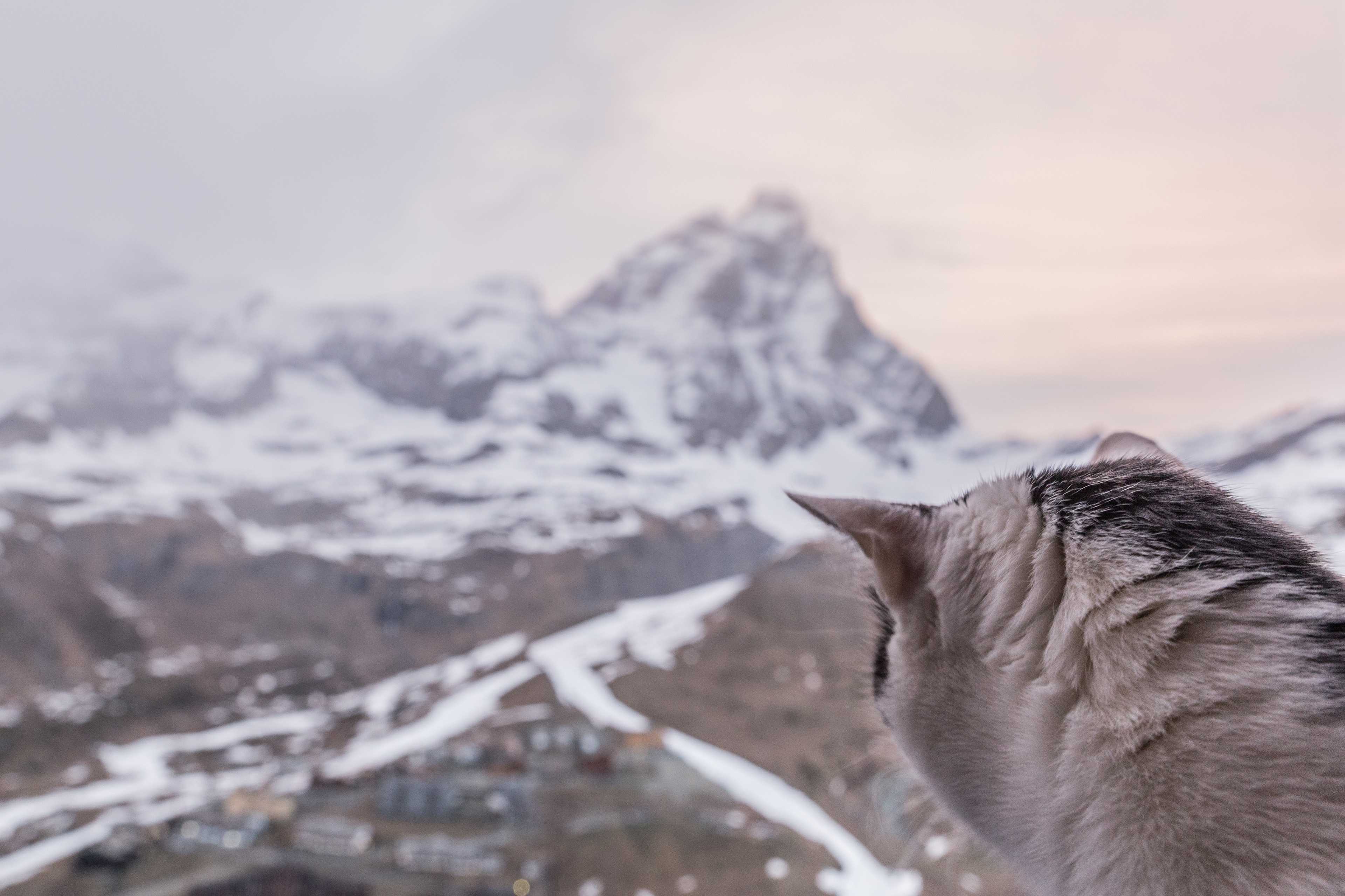 Our cat admiring the view of Matterhorn in Cervinia